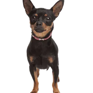 Zwergpinscher (6)