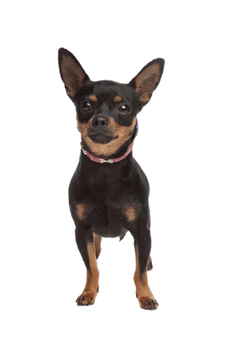 Zwergpinscher (6)