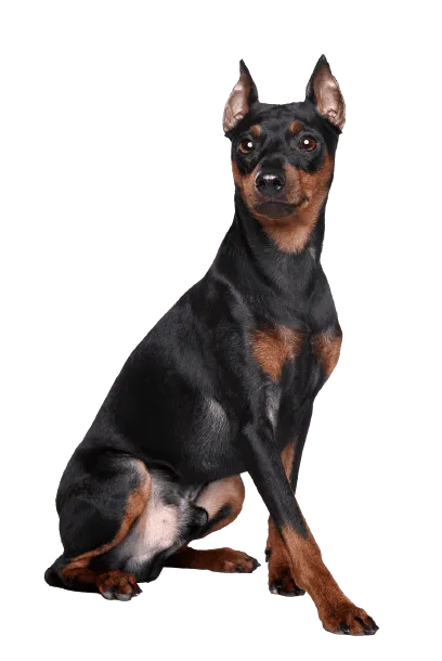 Zwergpinscher (3)