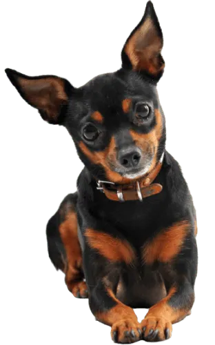 Zwergpinscher (1)