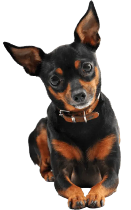 Zwergpinscher (1)