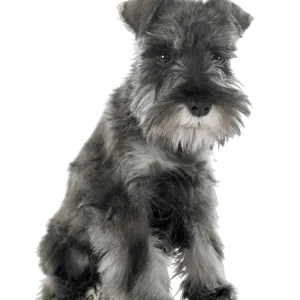 Zwergschnauzer (5)