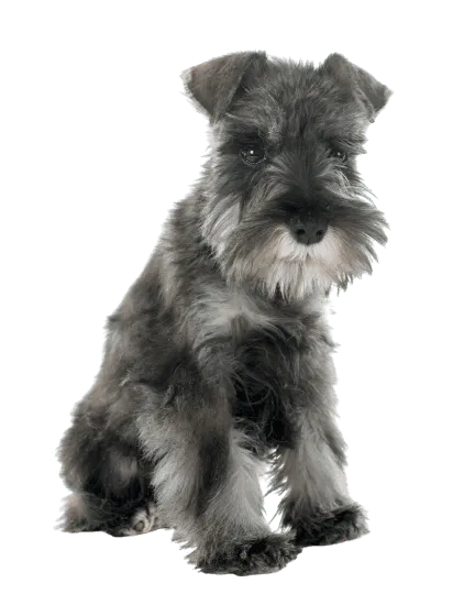 Zwergschnauzer (5)