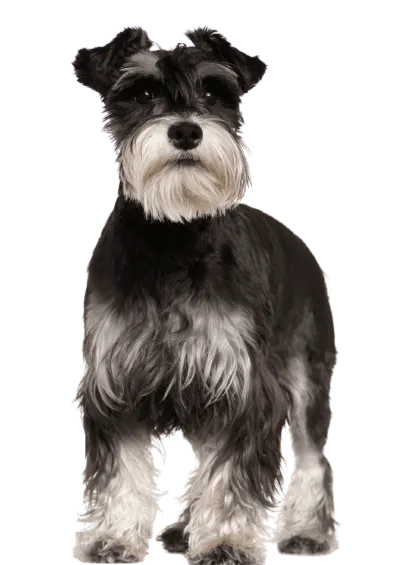 Zwergschnauzer (2)