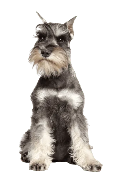 Zwergschnauzer (1)