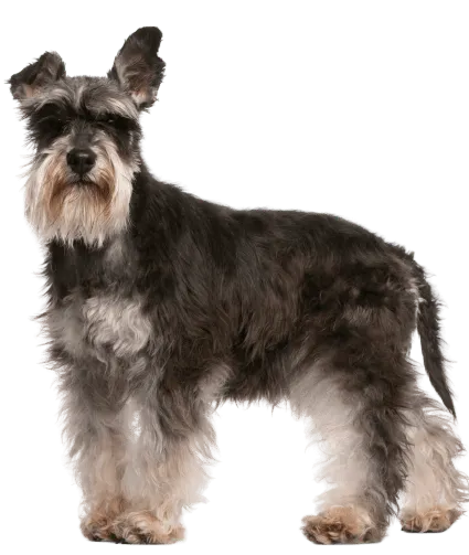 Zwergschnauzer (4)