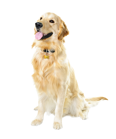 Golden Retriever - Hunderasse.de