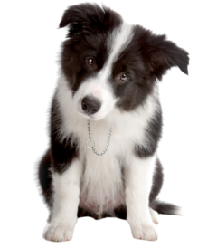 Border Collie Puppy