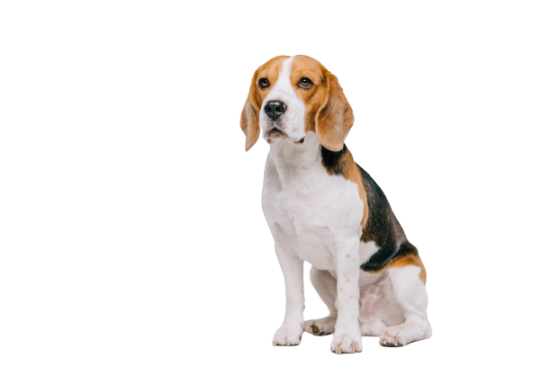 Beagle Steckbrief | Charakter, Lebenserwartung & Pflege