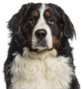 Berner Sennenhund