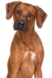 Rhodesian Ridgeback