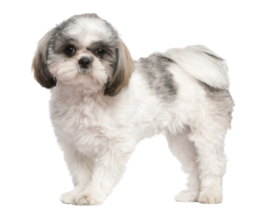 Shih Tzu