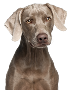 Weimaraner