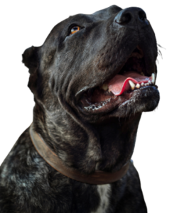 Dogo Canario Profile