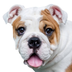 Englische Bulldogge Profile