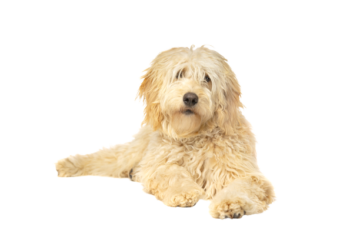 Goldendoodle Steckbrief | Charakter, Lebenserwartung & Pflege