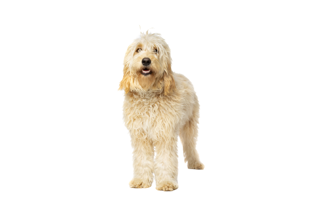 Goldendoodle Steckbrief | Charakter, Lebenserwartung & Pflege