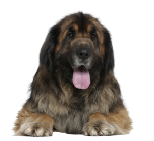 Leonberger Profile