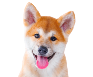 Shiba Inu Profile