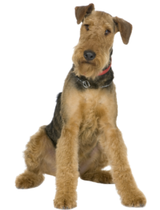 Airedale Terrier