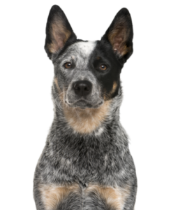 Australian Cattle Dog (4)