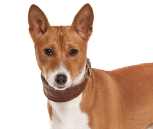 Basenji