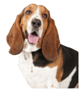 Basset Hound