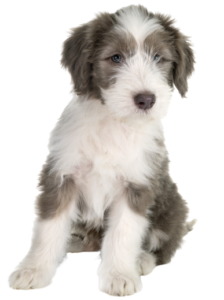 Bearded Collie (5)