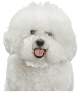 Bichon Frisé