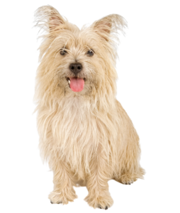 Cairn Terrier