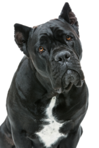 Cane Corso Italiano