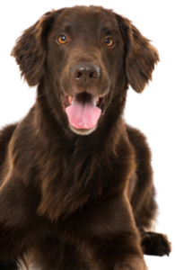 Flat-Coated Retriever