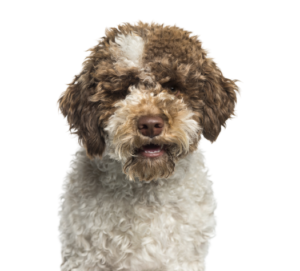 Lagotto Romagnolo