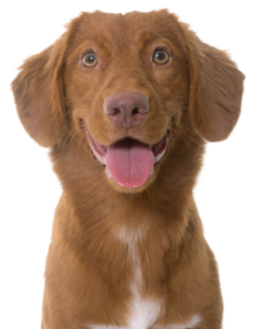 Nova Scotia Duck Tolling Retriever