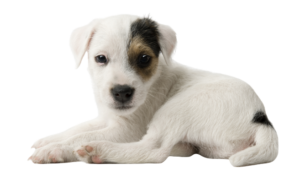 Parson Russell Terrier (1)