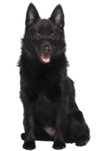 Schipperke (4)