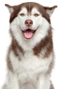 Siberian Husky (7)