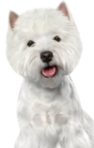 West Highland White Terrier (1)