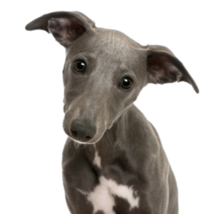 Whippet