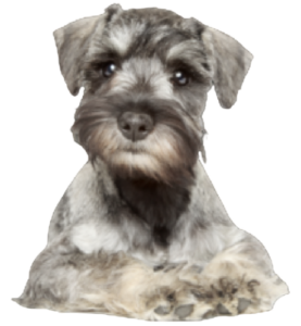 Zwergschnauzer