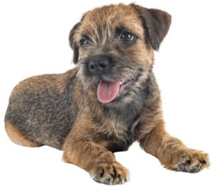 border terrier