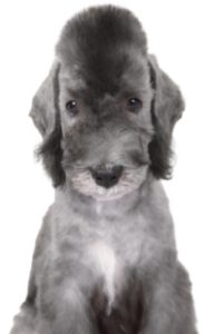 Bedlington Terrier