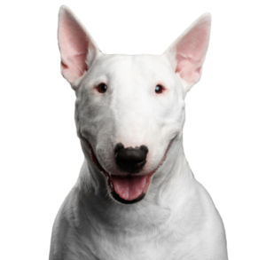 Bullterrier