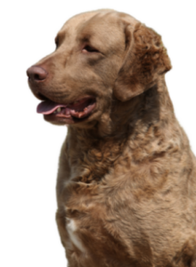 Chesapeake Bay Retriever