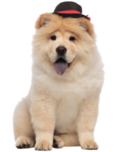 Chow Chow (6)