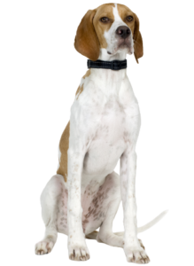 English Pointer (1)