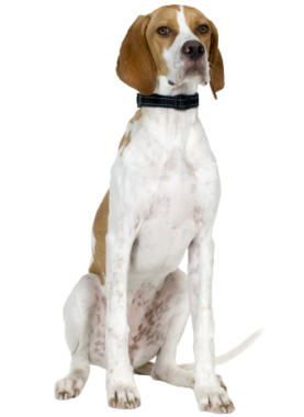 English Pointer (1)