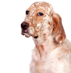 English Setter