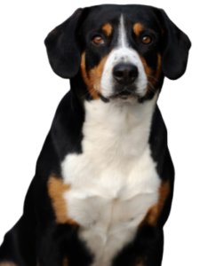 Entlebucher Sennenhund