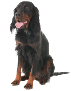 Gordon Setter